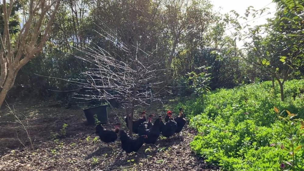 Vistalinda Farmhouse Faja dos Vimes Exterior foto